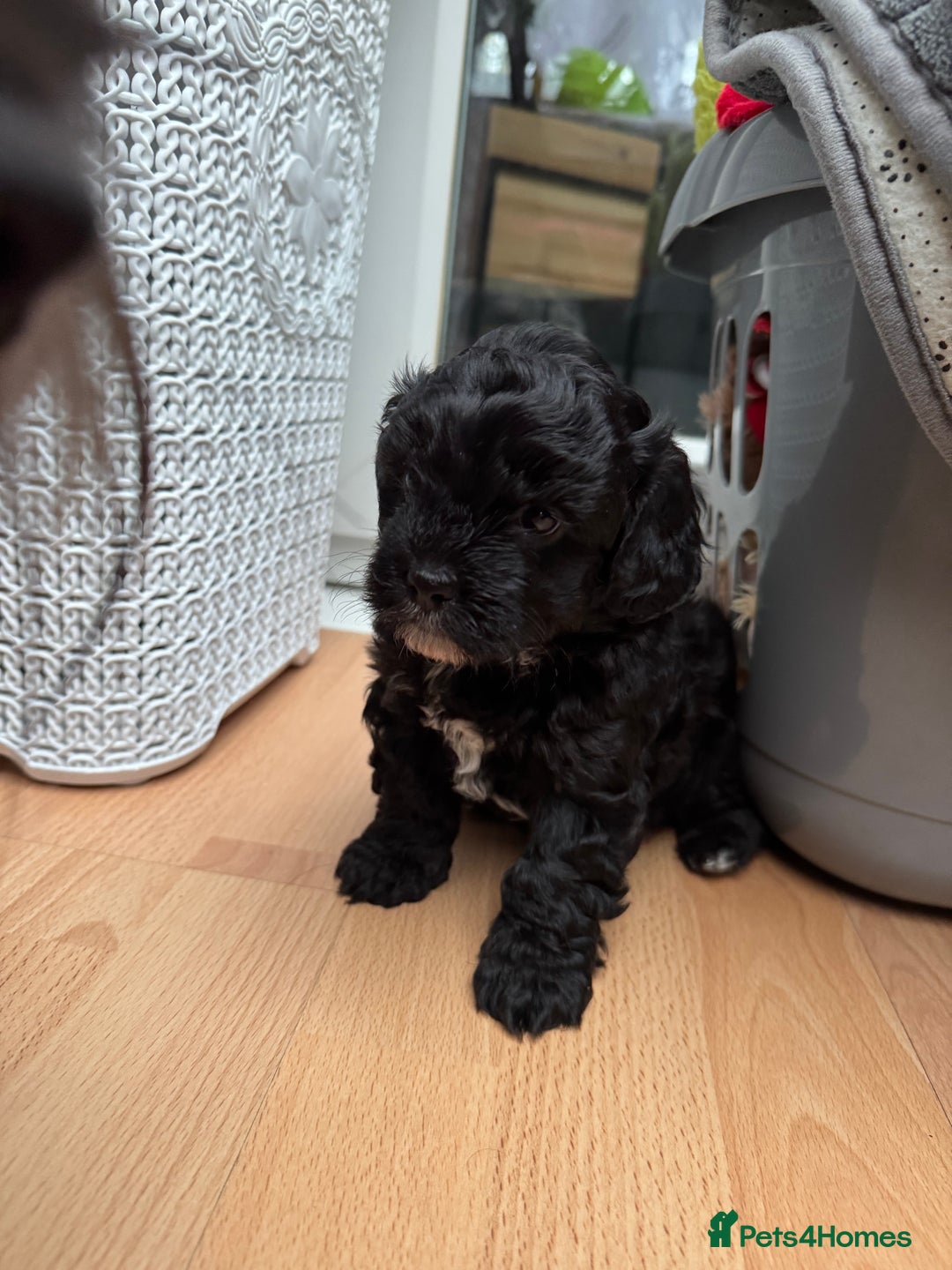 Mixed Breed dogs for sale: Shihpoo puppies  - Advert 14