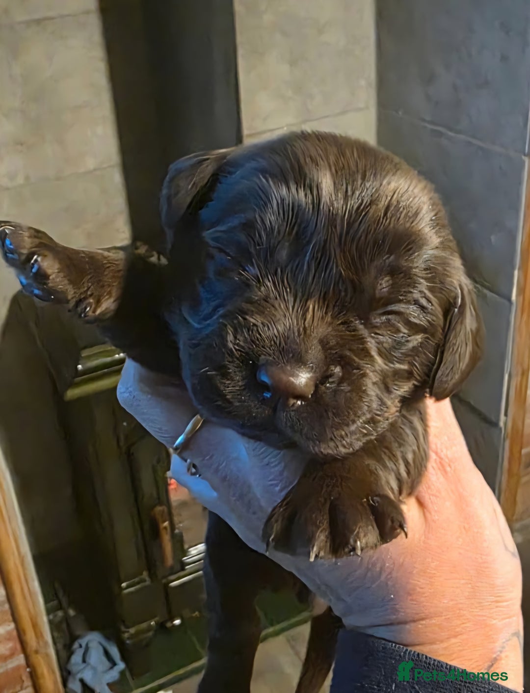 Cockerdor dogs for sale: Chocolate F1 cockerdor puppies  - Advert 19