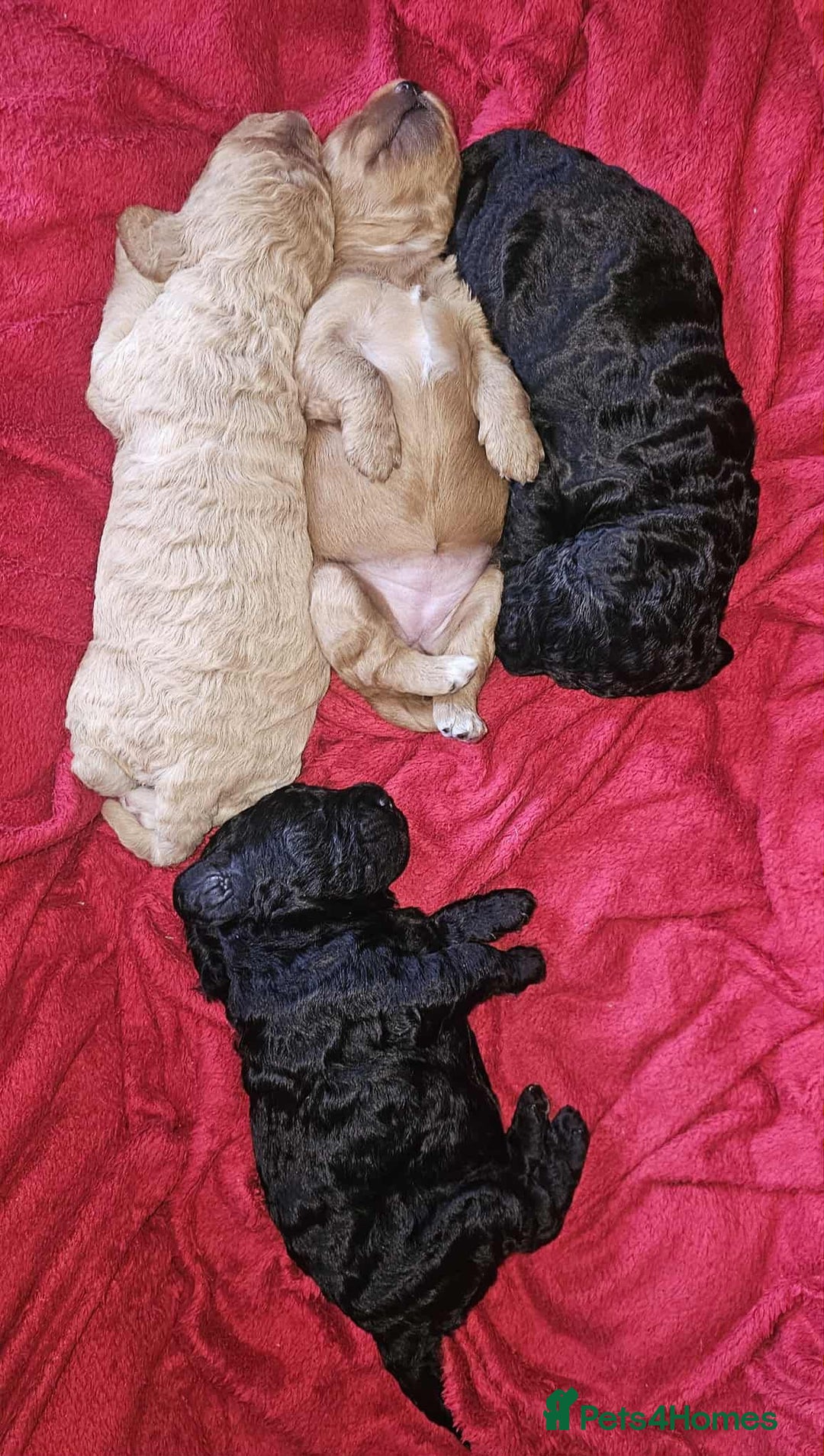 Cockapoo dogs for sale: Adorable Cockapoo puppies waiting for You!  - Image 16