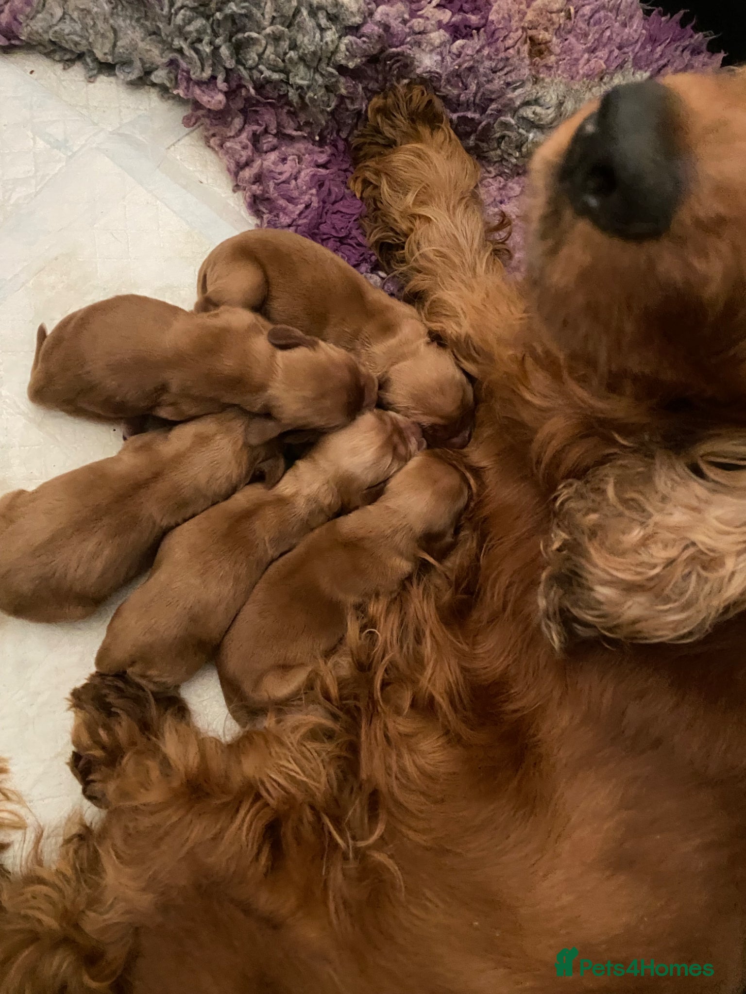 Cocker Spaniel dogs KC Reg Show Type Cocker Spaniel puppies - Advert 2