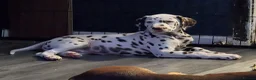 Dalmatian dogs for sale: 🤎LAST LIVER DALMATIAN (KC)🤎 - Advert 1