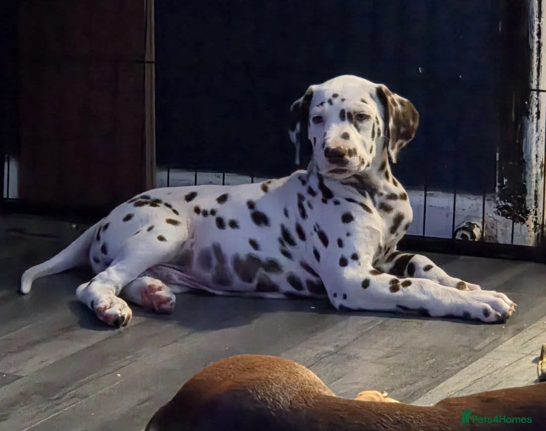 Dalmatian dogs for sale: 🤎LAST LIVER DALMATIAN (KC)🤎 - Advert 1