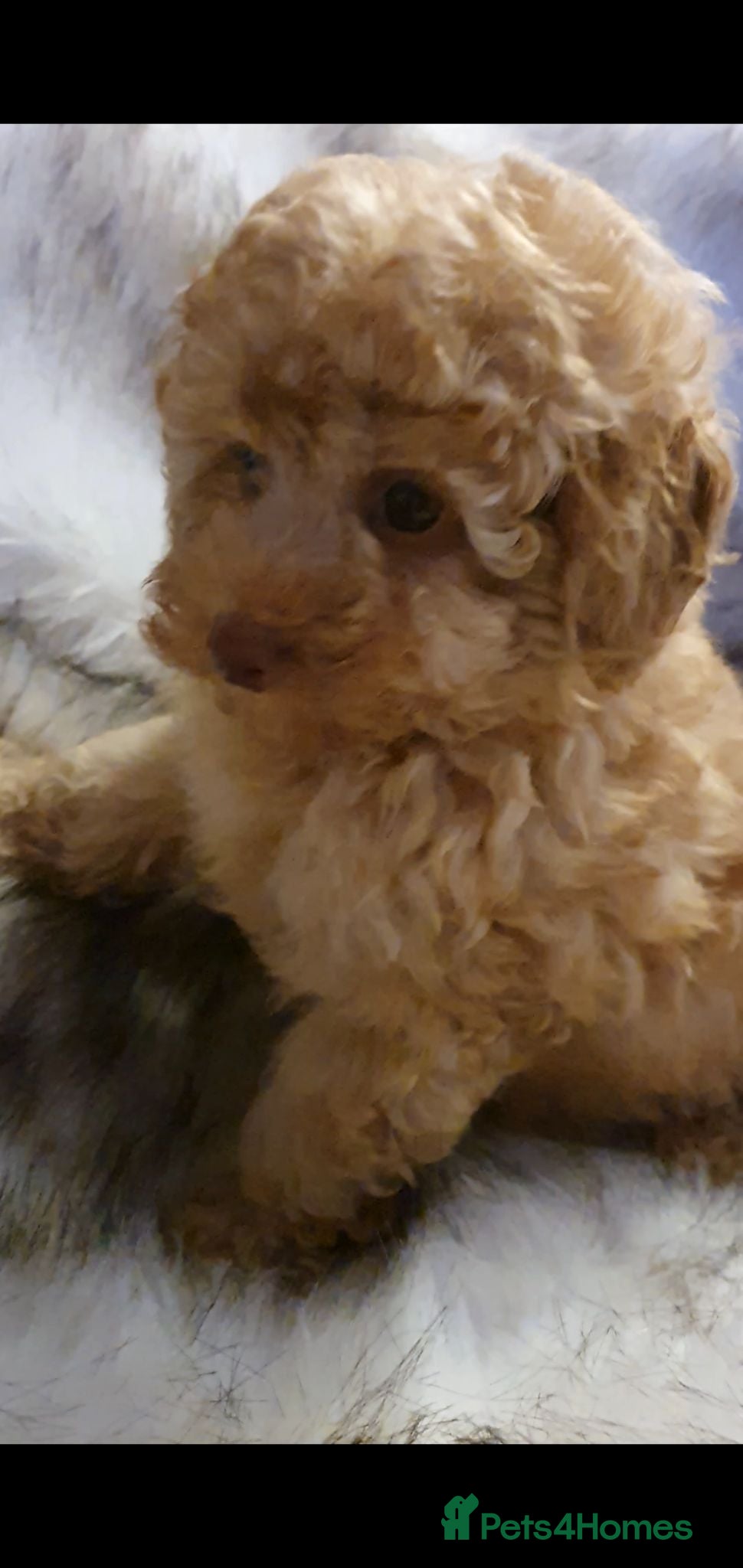 Toy Poodle dogs KC Toy Poodle puppies, PRA clear, Ready now - Advert 2