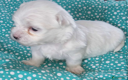 Maltese dogs for sale: 1 Amazing Maltese pup available  - Image 7