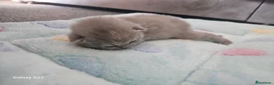 British Shorthair 4
