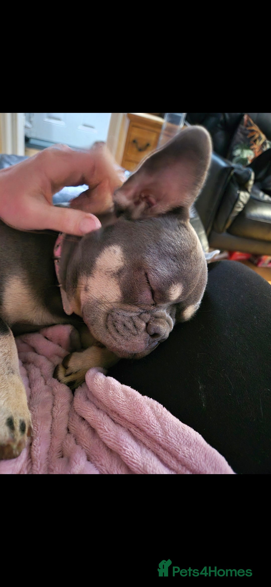 French Bulldog dogs for sale: KC REG LILAC TAN FEMALE Blue Eye 10month FEMALE - Advert 1