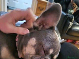 French Bulldog dogs KC REG LILAC TAN FEMALE Blue Eye 10month FEMALE - Advert 11