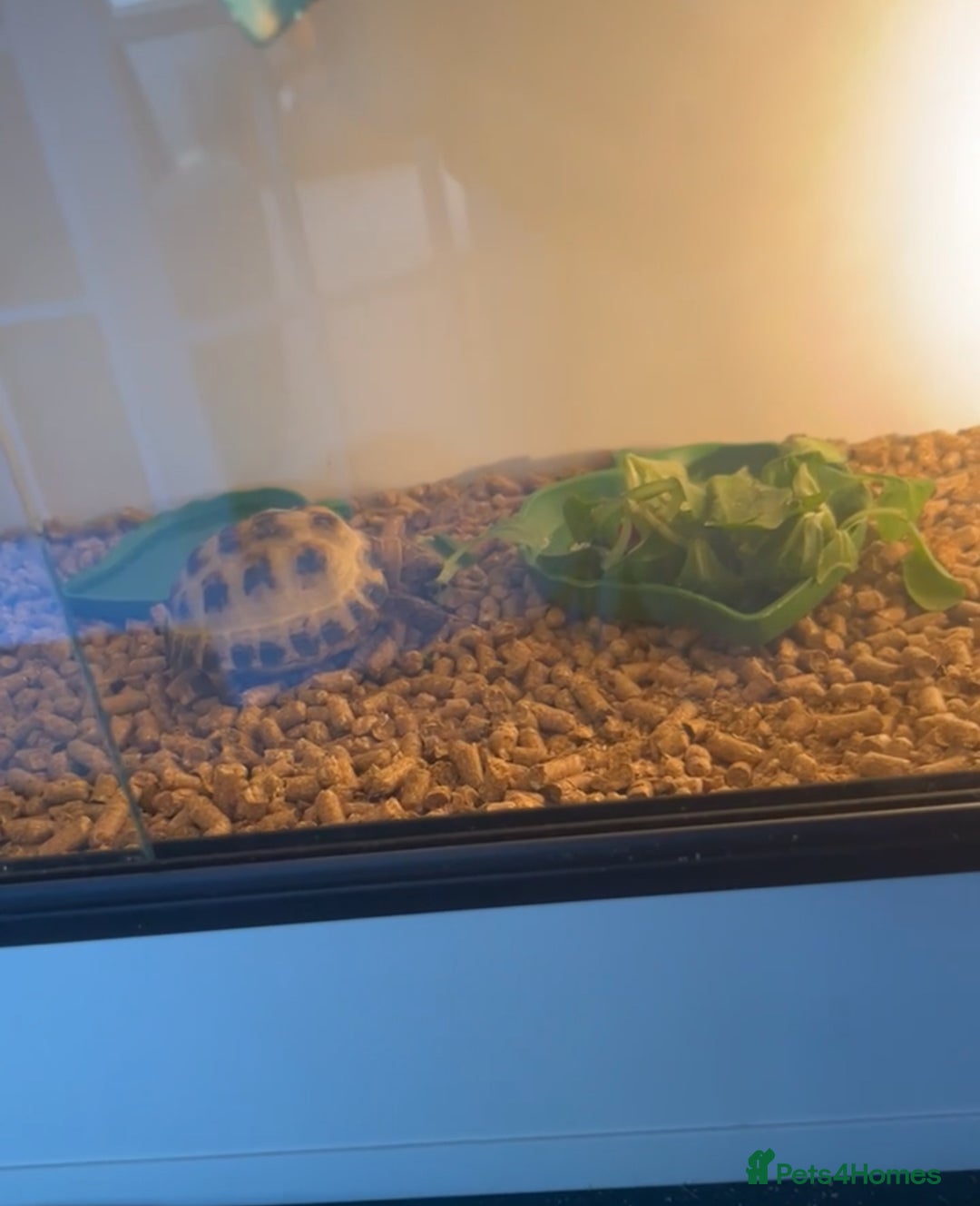 Tortoise reptiles for sale: Small Horse field Tortoise - Advert 2