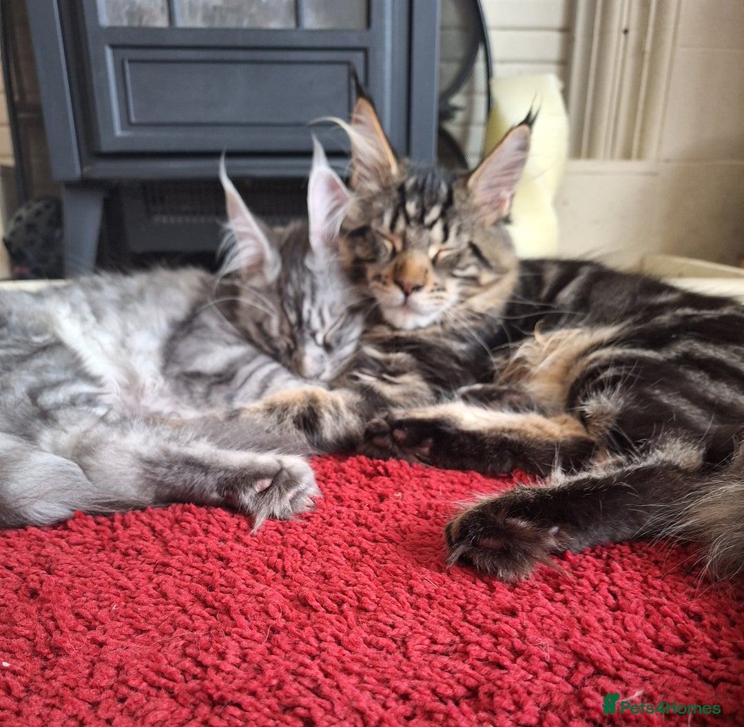 Maine Coon cats for sale: Lintons Pride Maine Coon Kittens. Ready Now - Image 12