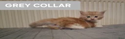 Maine Coon cats for sale: 3 GINGER MAINE COON  KITTENS in Wolverhampton - Advert 9
