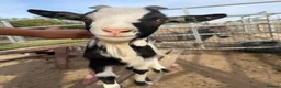 Goats livestock for sale: 🐐 COWBOY JACK | 16-Month-Old Pygmy Goat 🤠 - Advert 3