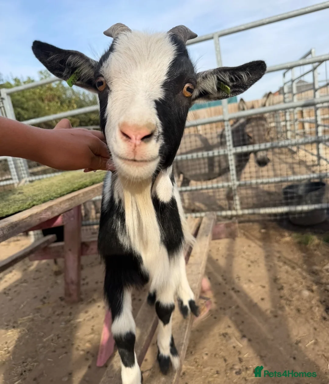 Goats livestock for sale: 🐐 COWBOY JACK | 16-Month-Old Pygmy Goat 🤠 - Advert 3
