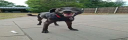 Italian Greyhound dogs for adoption: Olive - north Walsham Norfolk  in North Walsham - Advert 14