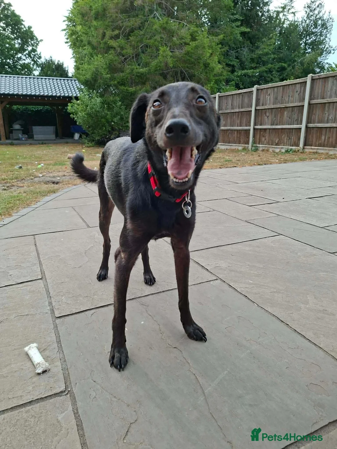 Italian Greyhound dogs for adoption: Olive - north Walsham Norfolk  in North Walsham - Advert 14