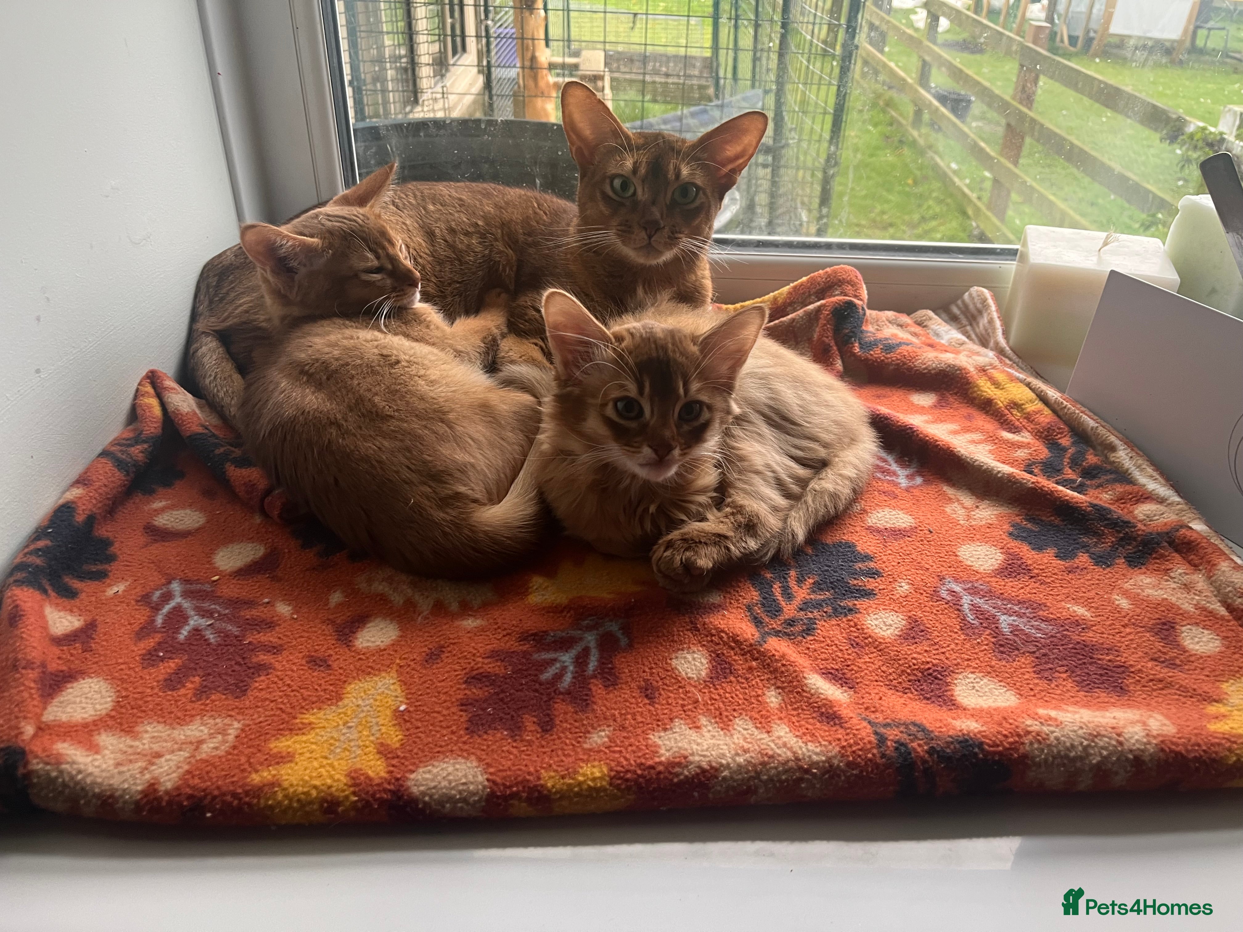 Abyssinian cats Abyssinian boy available INDOOR HOME ONLY - Advert 2
