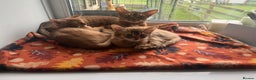 Abyssinian cats for sale: Abyssinian boy available INDOOR HOME ONLY - Advert 1