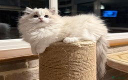 Ragdoll cats for sale: ❤️ Stunning girl ❤️ - Image 10