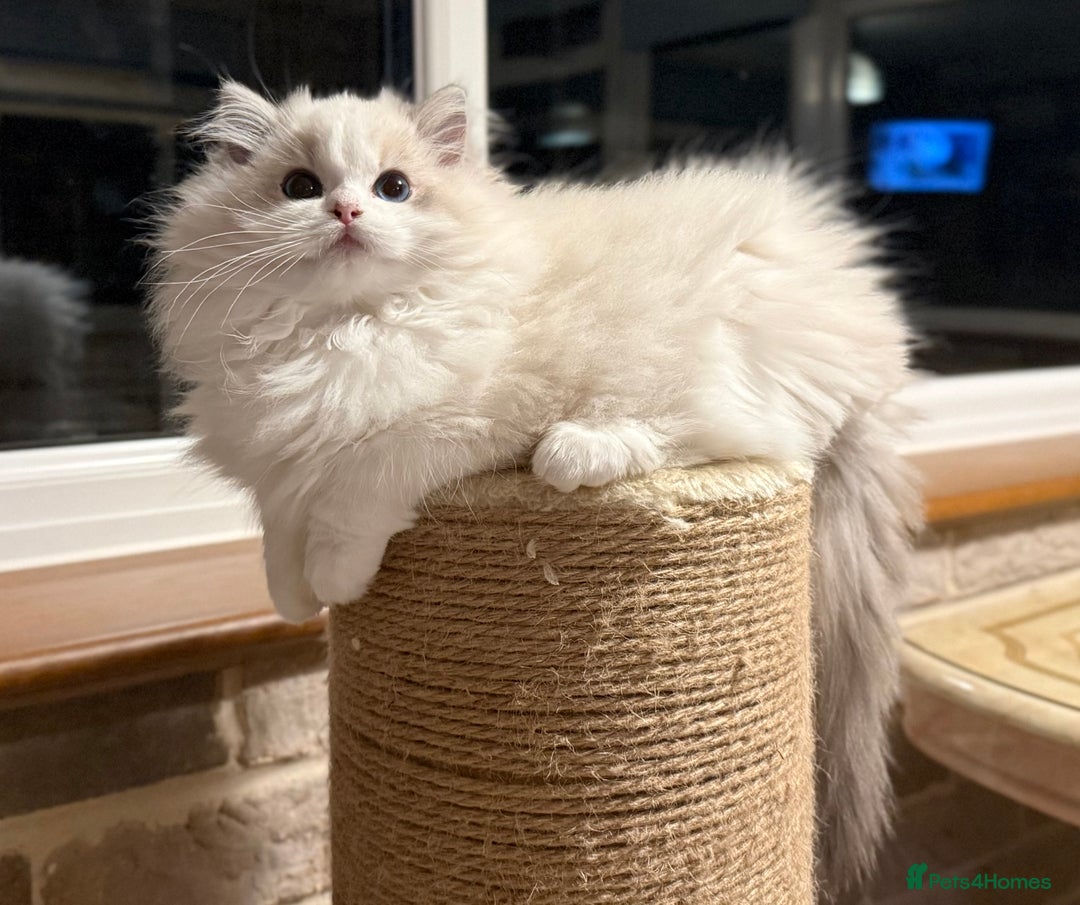 Ragdoll cats for sale: ❤️ Stunning girl ❤️ - Image 10