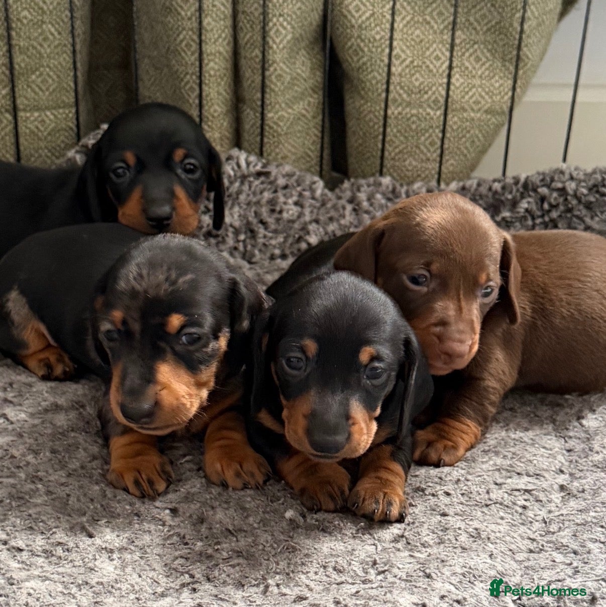 Miniature Dachshund dogs 4 KC Miniature Dachshund Puppies - Advert 9