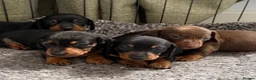 Miniature Dachshund dogs for sale: ⭐️1 KC Miniature Dachshund available (Male) - Advert 3