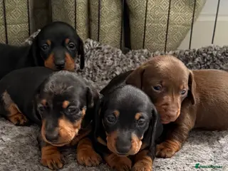 Miniature Dachshund dogs 4 KC Miniature Dachshund Puppies - Advert 9