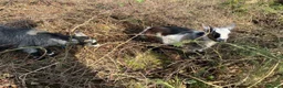 Goats livestock for sale: Pygmy Goats in Kington - Advert 9