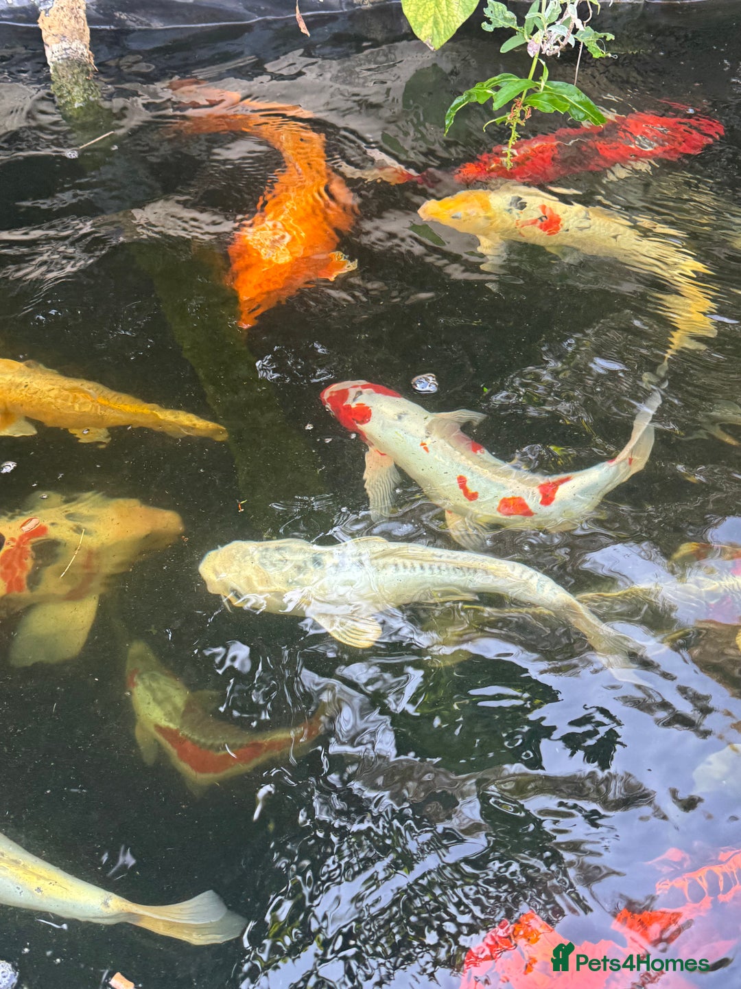 Koi Carp fish for sale: Complete Koi carp set up for sale - Image 24