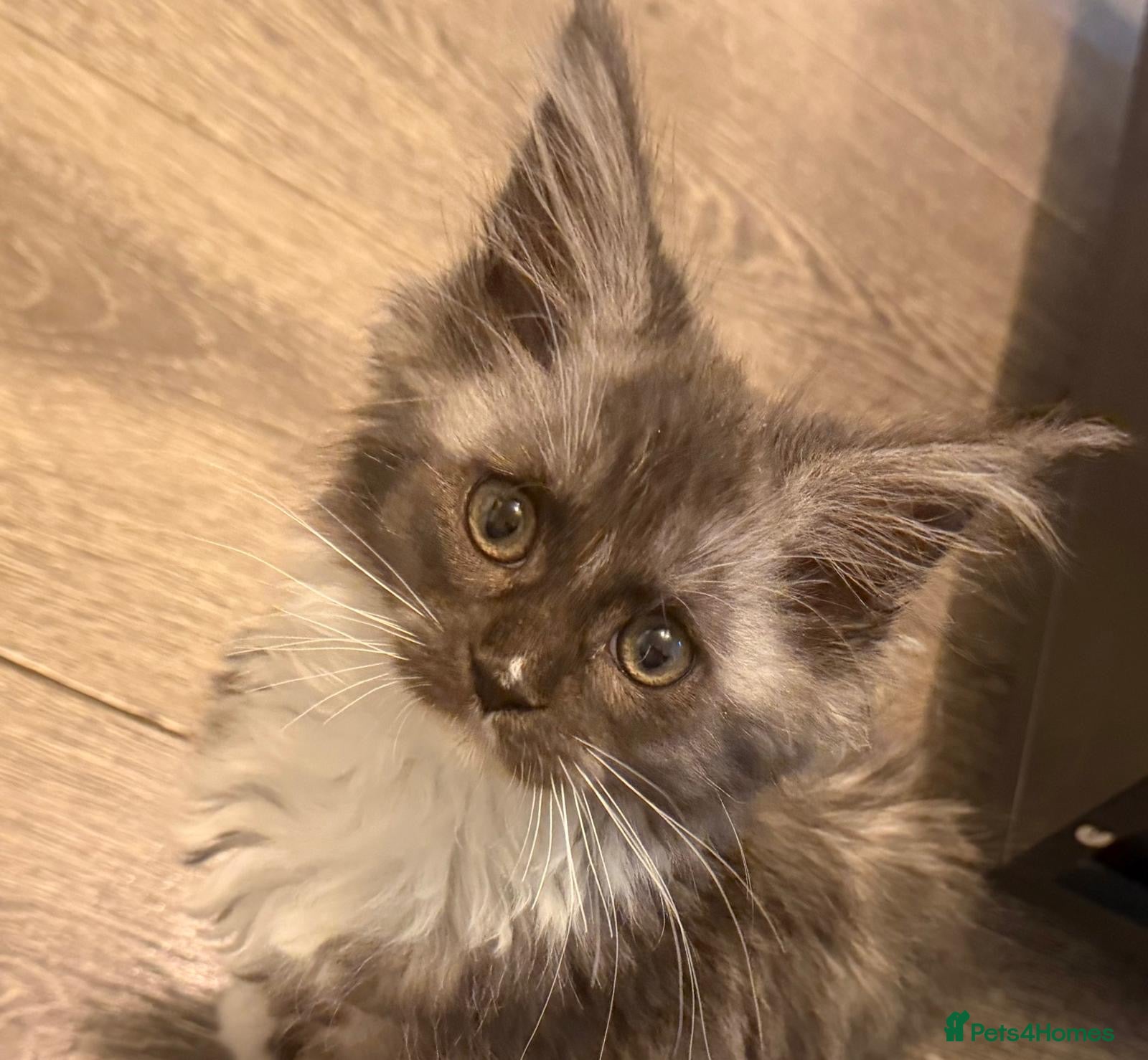 Maine Coon cats Pure breed female adorable Maine coon girl - Advert 6