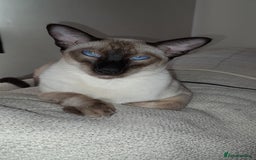 Siamese cats for sale: Meet peggy - Image 1