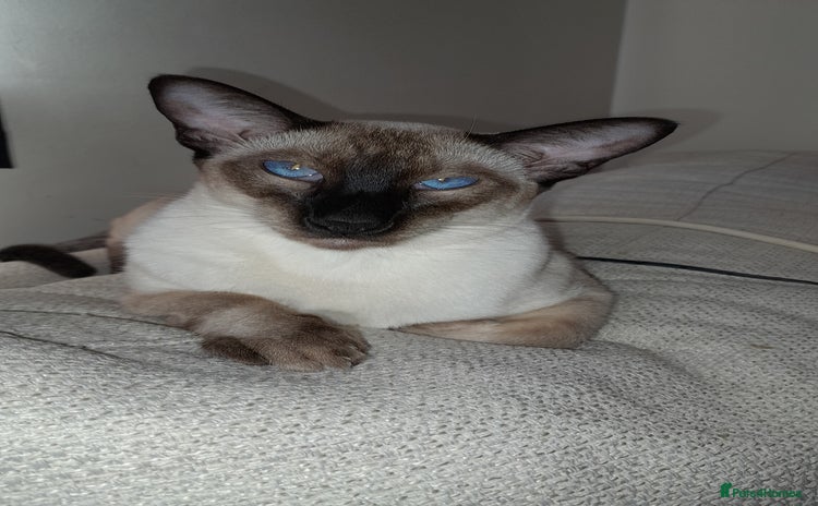 Siamese cats - Advert 1