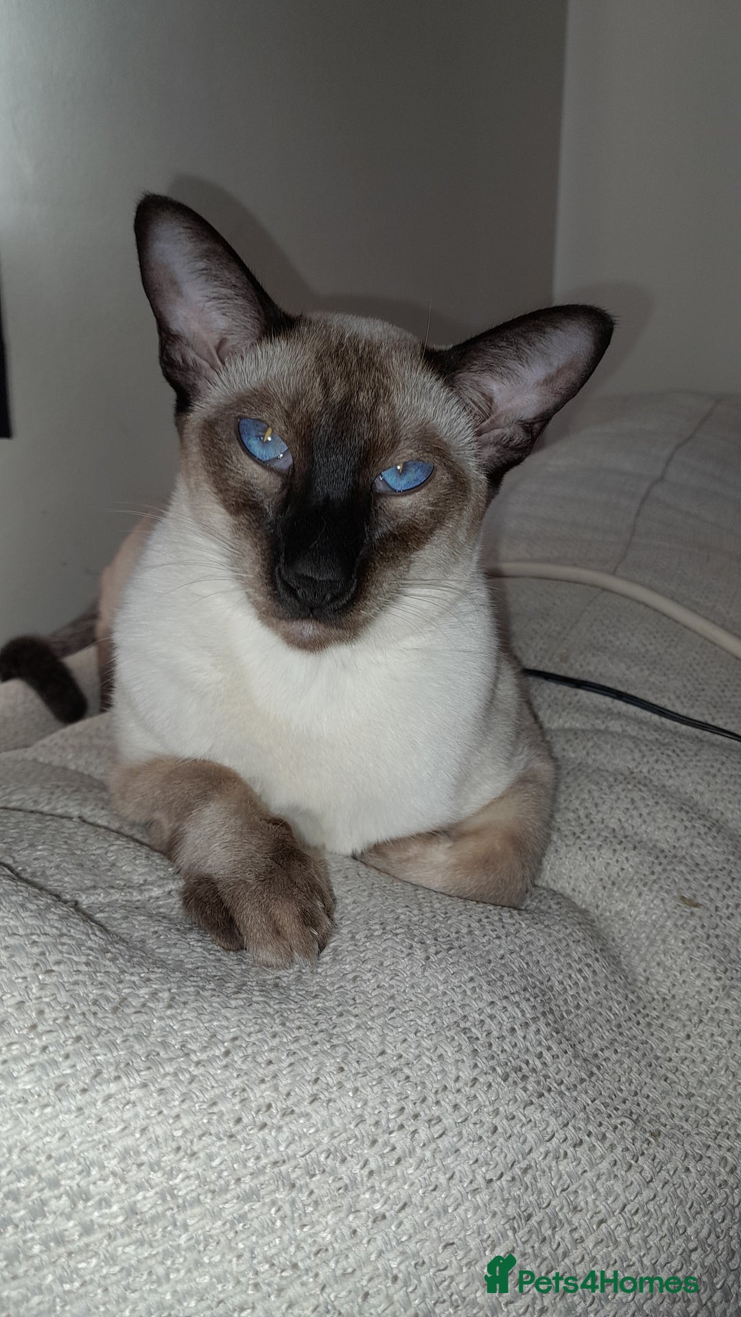 Siamese cats for sale: Meet peggy - Image 1