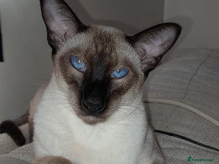 Siamese cats - Advert 4