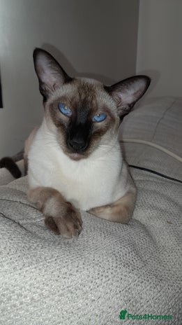 Siamese cats - Advert 2