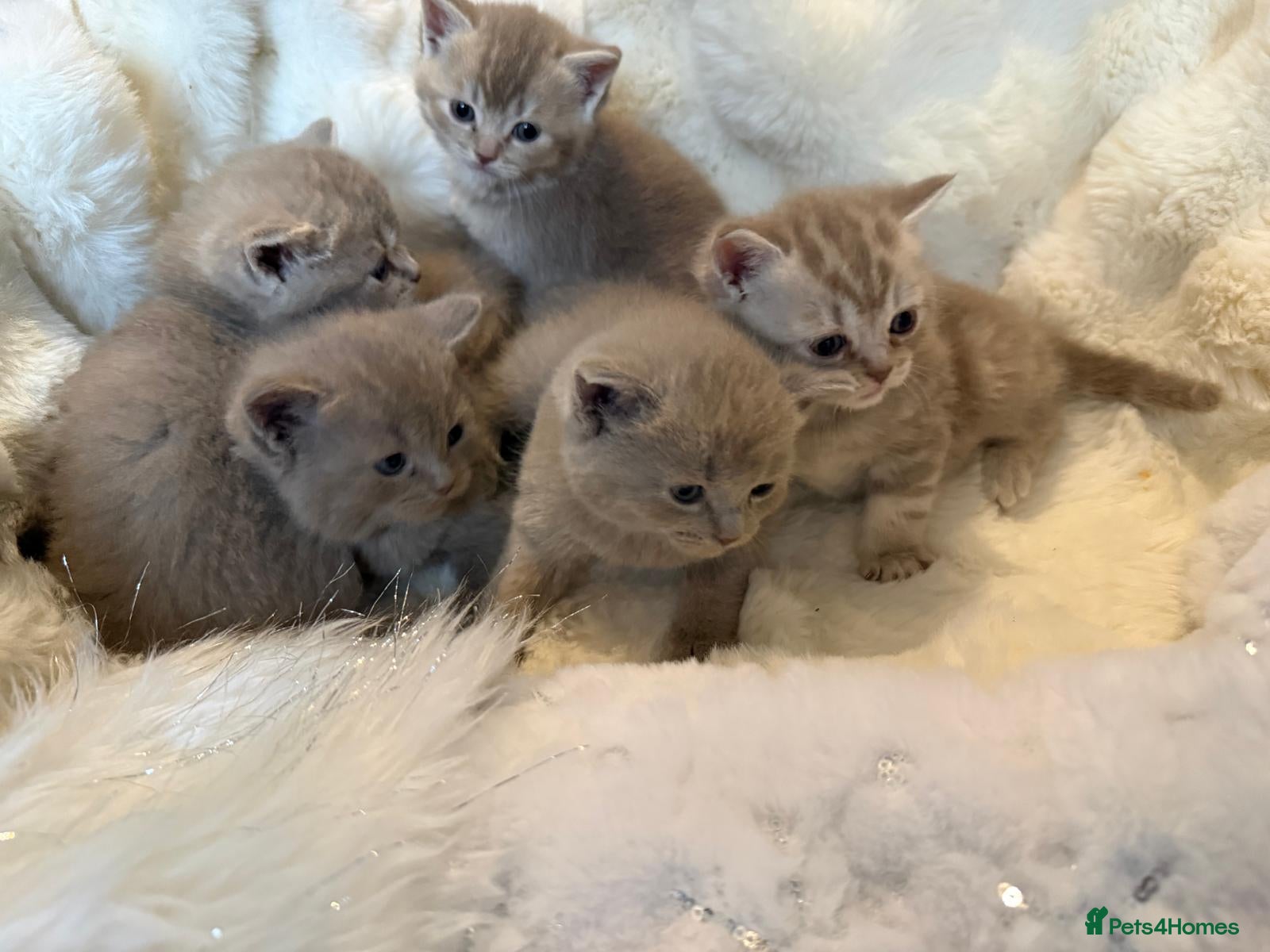 British Shorthair cats Beautiful British Shorthair kittens 3 Boys 2 Girls - Advert 3