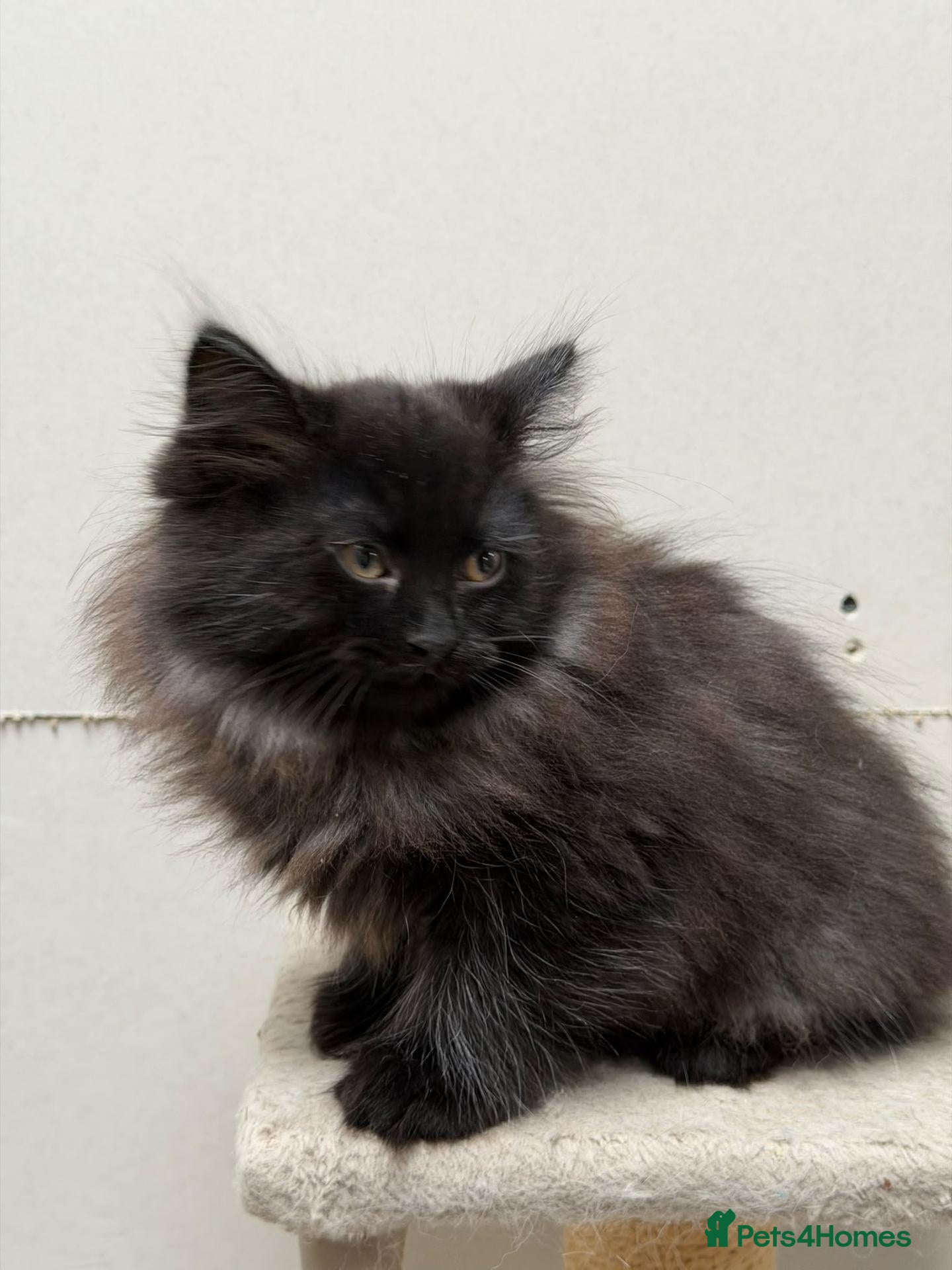 Siberian cats TICA Registered Pedigree Siberian kittens - Advert 2