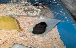 Hamster rodents for sale: Baby Syrian hamsters - Image 3