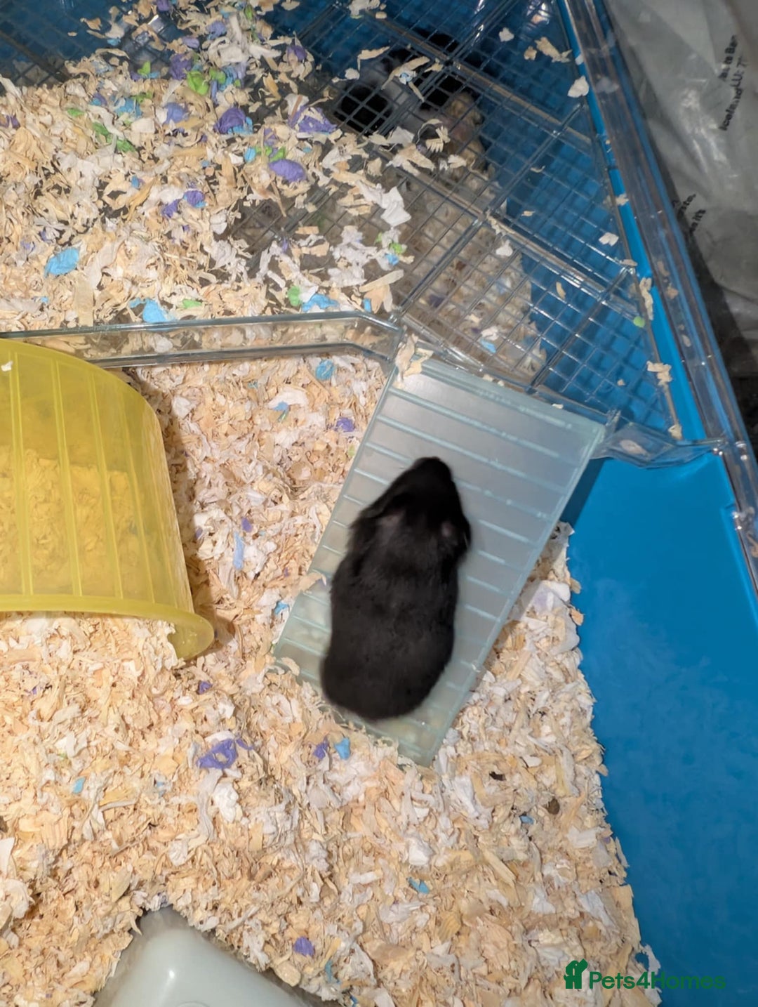 Hamster rodents for sale: Baby Syrian hamsters - Image 3