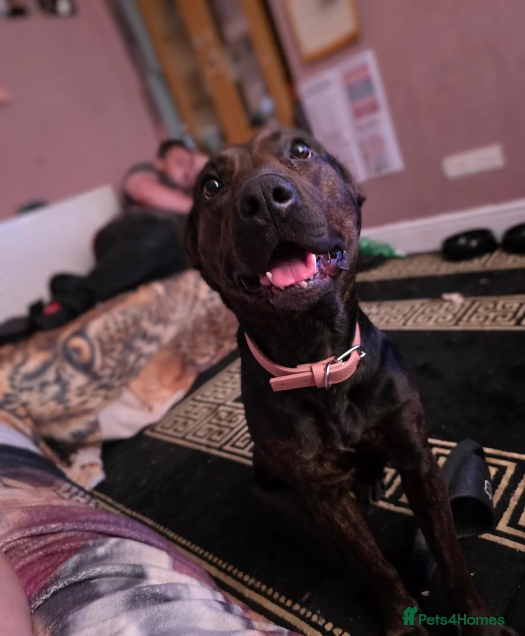 Mixed Breed dogs for sale: Beautiful Millie  - Advert 4