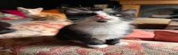 Mixed Breed cats for sale: Four varied mixed breed kittens - Advert 21