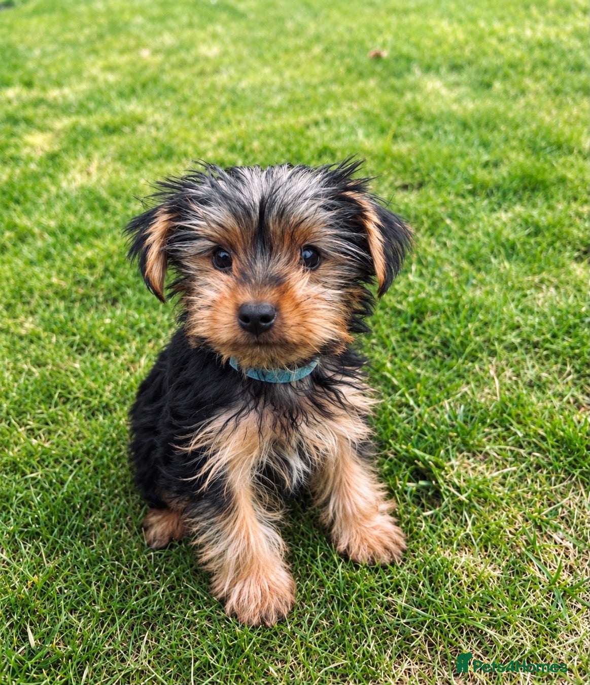 Yorkshire Terrier dogs Tiny Yorkshire terrier puppies  - Advert 10