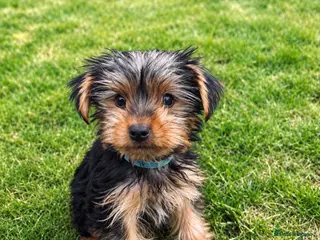 Yorkshire Terrier dogs Tiny Yorkshire terrier puppies - Advert 10