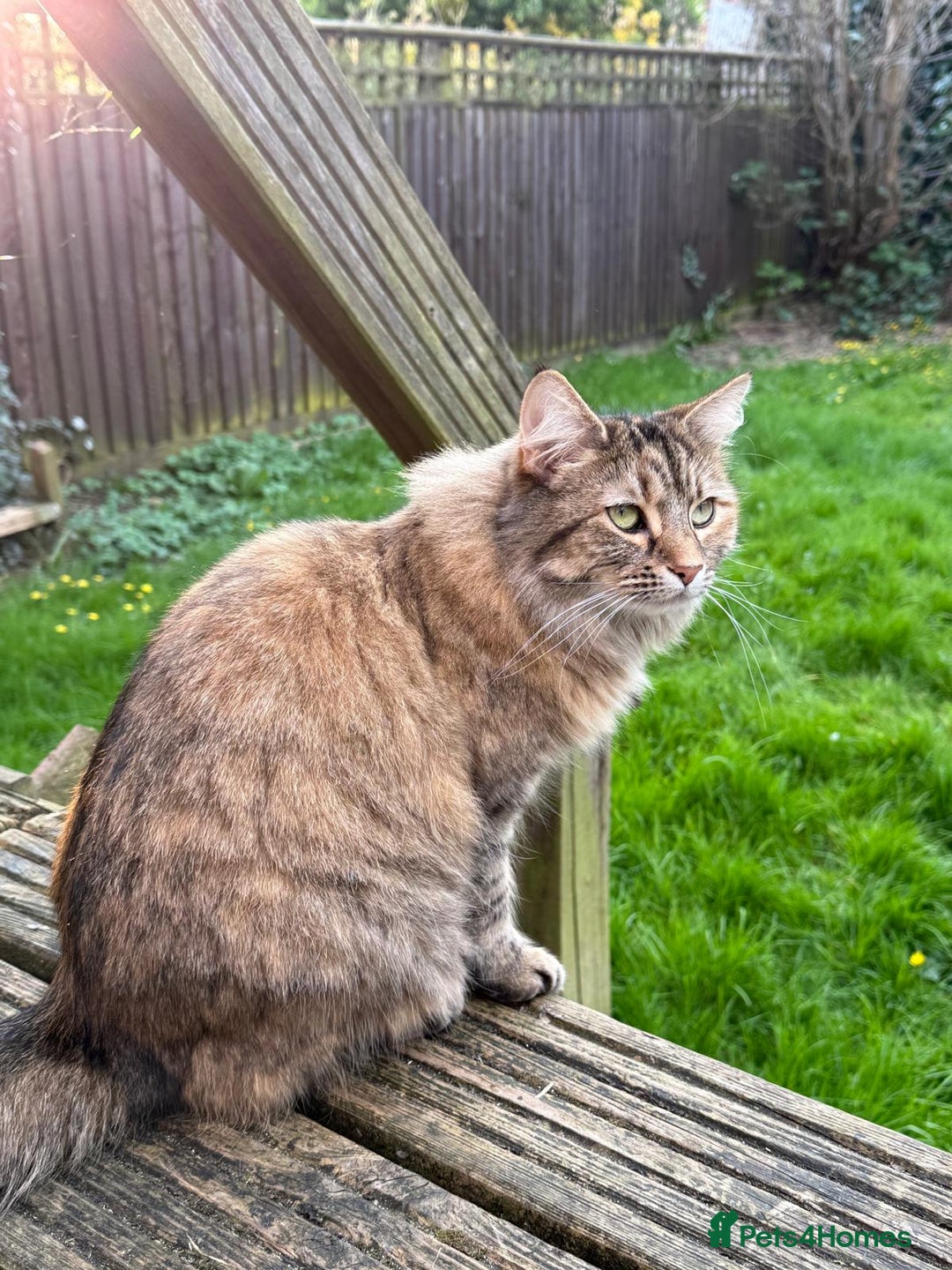 Mixed Breed cats for sale: Ayva-Loving cat look for a new home - Advert 5