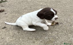 English Springer Spaniel dogs for sale: Springer spaniel puppies - Image 1