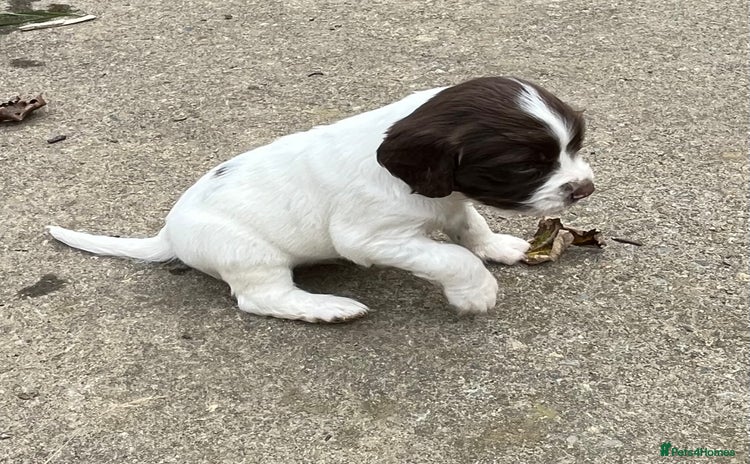 English Springer Spaniel dogs - Advert 3