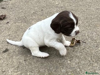 English Springer Spaniel dogs - Advert 13