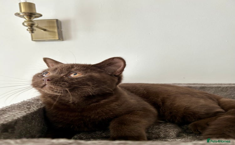 British Shorthair cats for sale - Advert 2