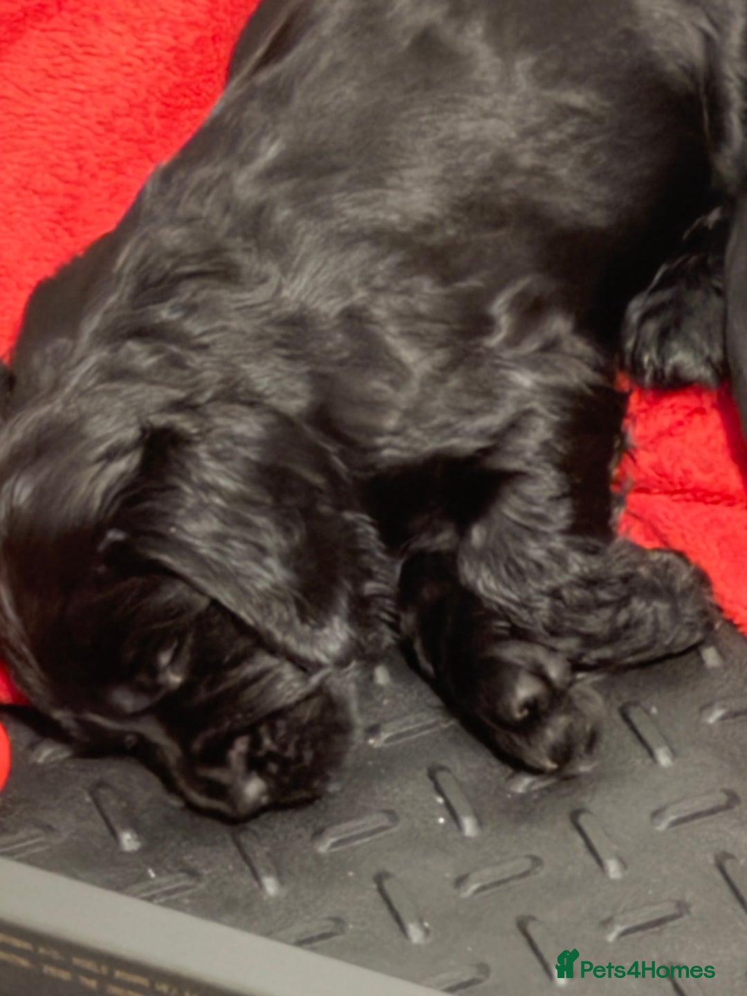 Cocker Spaniel dogs for sale: Beautifully marked Cocker Spaniel Pups For Sale - Advert 30