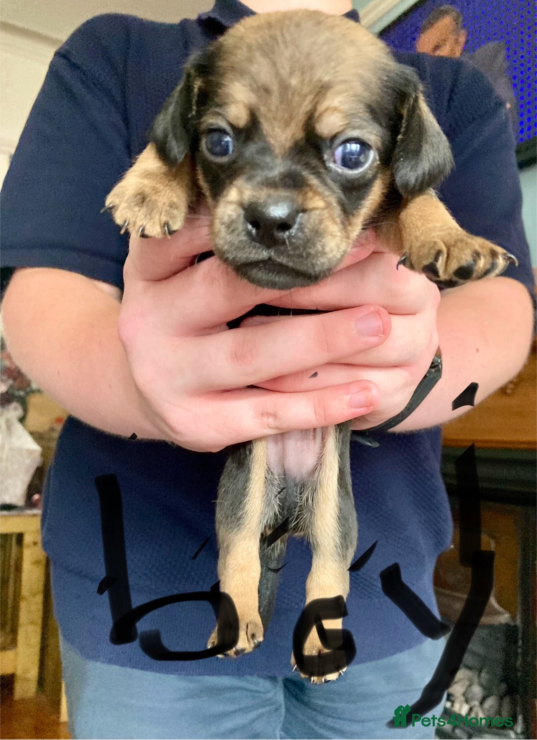Mixed Breed dogs for sale: Daug puppies - Image 7