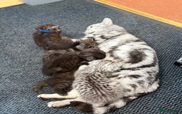 Scottish Fold cats for sale: 5 Full Pedigree Scottish Fold/Straight Kitens - Image 2