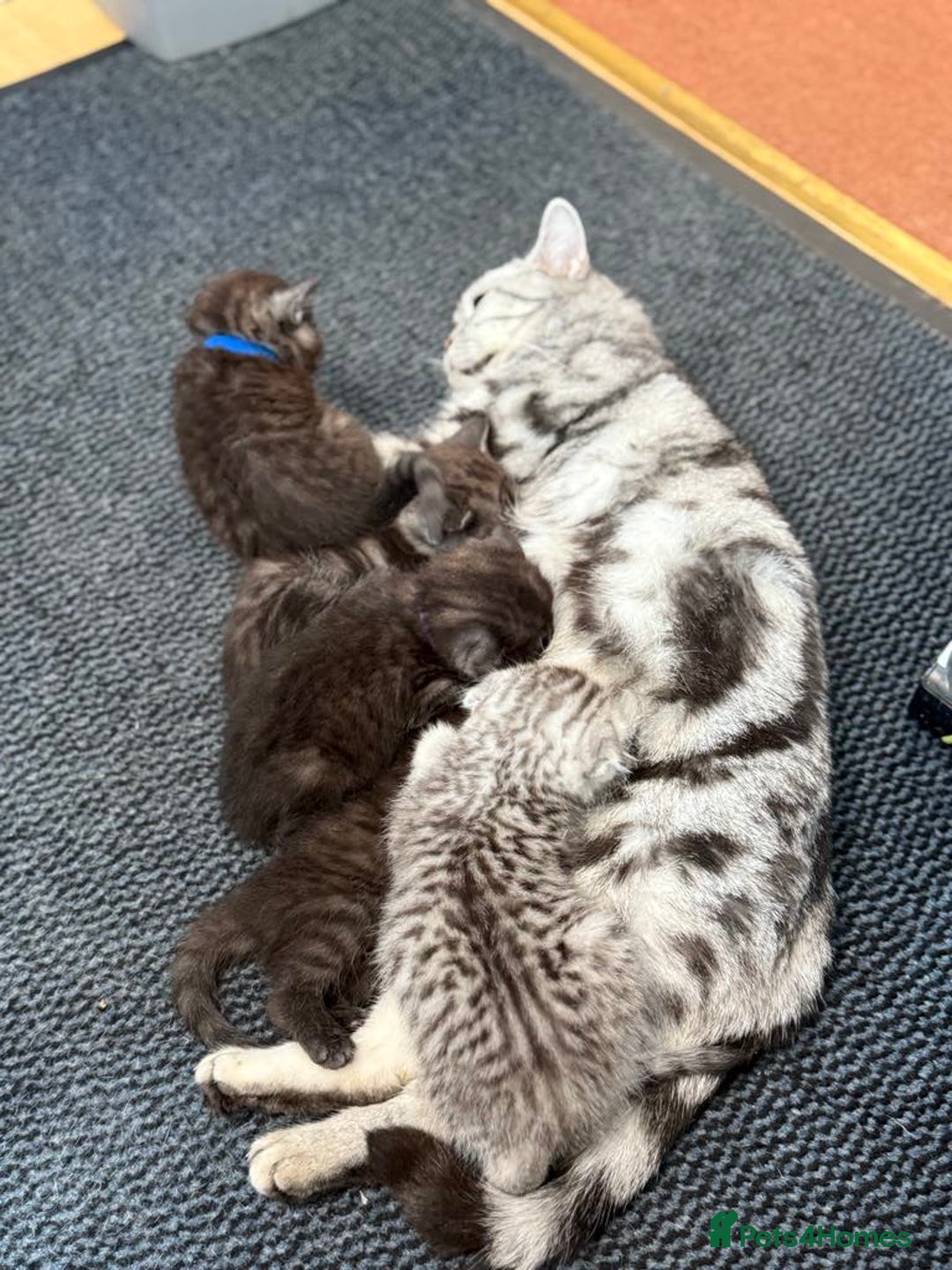 Scottish Fold cats for sale: 5 Full Pedigree Scottish Fold/Straight Kitens - Image 2
